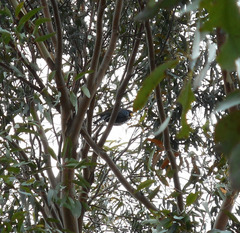 Eudynamys orientalis cyanocephalus