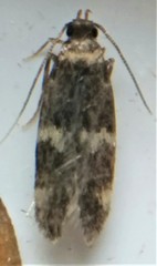 Oegoconia deauratella