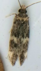 Oegoconia deauratella