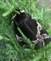 Dysschema magdala