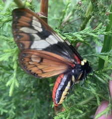 Dysschema magdala