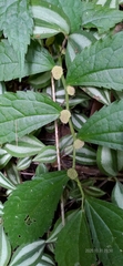 Elatostema cyrtandrifolium