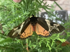 Dysschema magdala