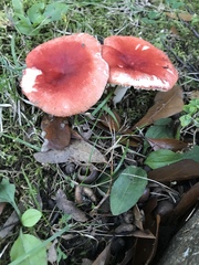 Russula