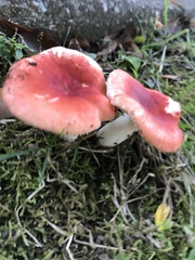 Russula