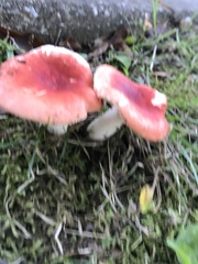 Russula