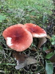 Russula