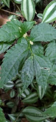 Elatostema cyrtandrifolium
