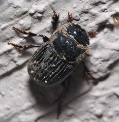 Copris minutus