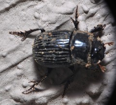 Copris minutus