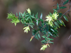 Acrotriche divaricata