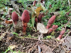 Balanophora japonica