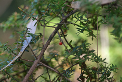 Acrotriche divaricata