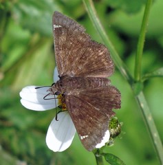 Nisoniades haywardi