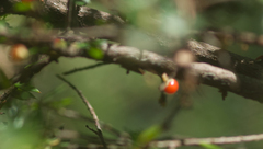 Acrotriche divaricata