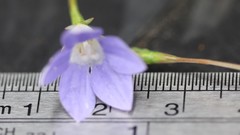 Wahlenbergia capillaris