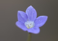Wahlenbergia capillaris
