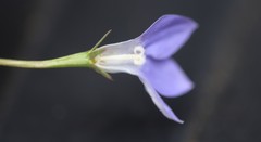 Wahlenbergia capillaris