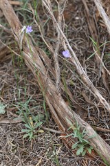 Wahlenbergia capillaris