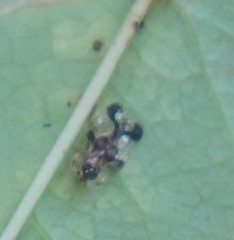 Corythucha associata