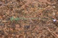 Wahlenbergia capillaris