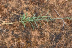 Wahlenbergia capillaris