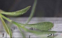Wahlenbergia capillaris