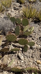 Opuntia dulcis