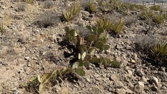 Opuntia dulcis