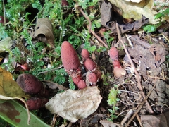 Balanophora japonica