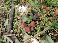 Balanophora japonica