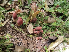 Balanophora japonica