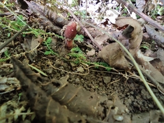 Balanophora japonica