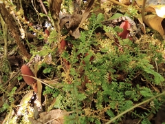 Balanophora japonica