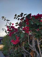 Bougainvillea