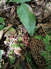 Balanophora japonica