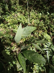 Ohwia caudata