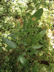 Ohwia caudata