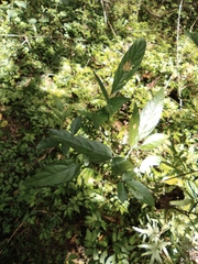 Ohwia caudata