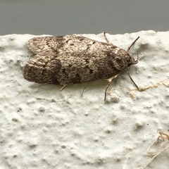 Heteromicta pachytera