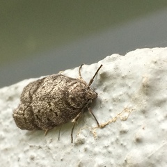 Heteromicta pachytera