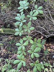 Eleutherococcus spinosus