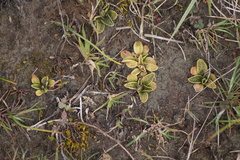 Pterostylis tristis