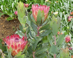 Protea × hybrida