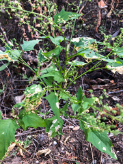 Chenopodiastrum simplex