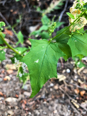 Chenopodiastrum simplex