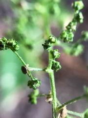 Chenopodiastrum simplex