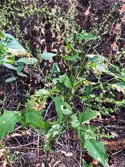 Chenopodiastrum simplex