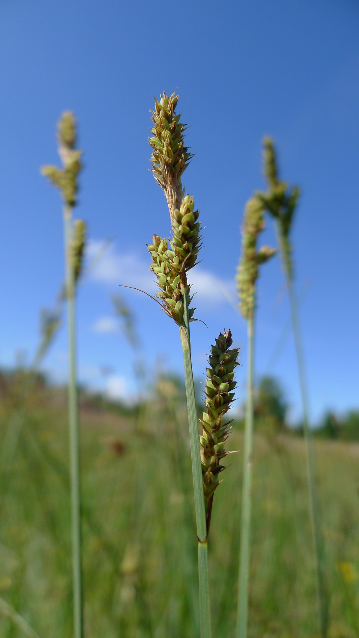 Carex hartmaniorum