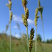 Carex hartmaniorum - Photo (c) Sigitas Juzėnas, some rights reserved (CC BY), uploaded by Sigitas Juzėnas